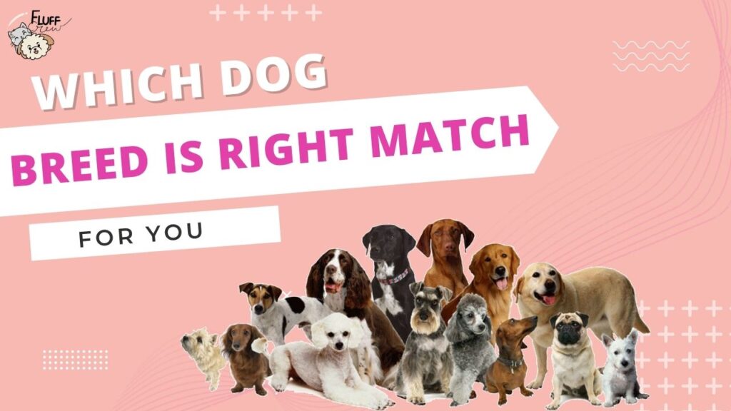 Which dog breed is the right match for you by fluffcrew