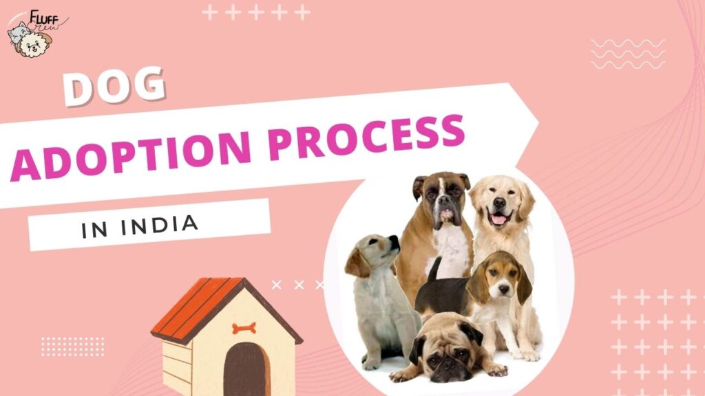 Dog Adoption process in India 2022