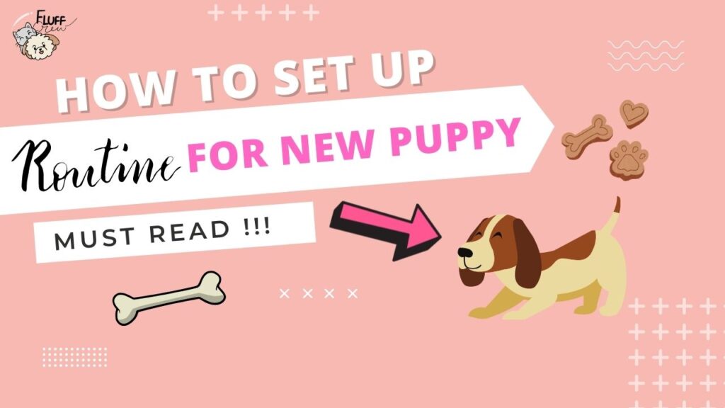 How to set up routine for new puppy in 2022 by fluff crew