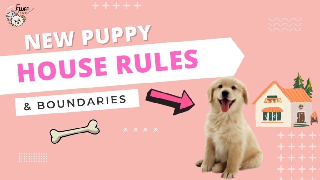 New puppy, house rules and setting boundaries