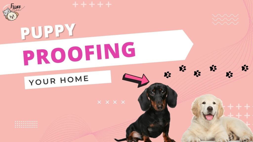Puppy proofing your home fluff crew 2022