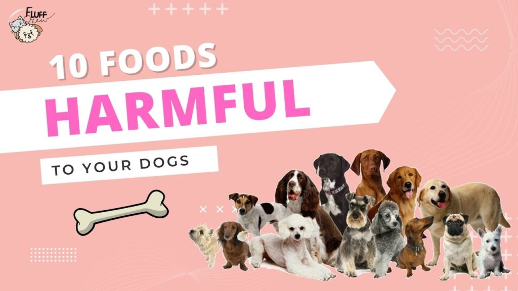 10 Foods harmful to your dog in 2022