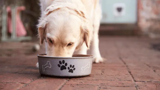10 human foods your dog can eat