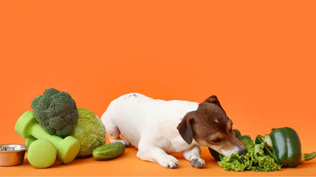 vegetables good for dogs